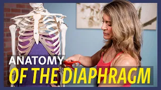 Diaphragm Diorama: Anatomy of your Respiratory Diaphragm