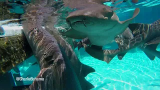 Charlie Bahama Sharks at Compass Cay