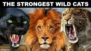 10 Most Powerful Wild Cats That Ever Existed