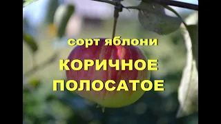 Сорт яблони Коричное полосатое