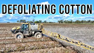 Cotton Defoliation Time! | Vlog 272