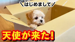 [First day of pick-up] A 76-day-old Chiwapu puppy has arrived!