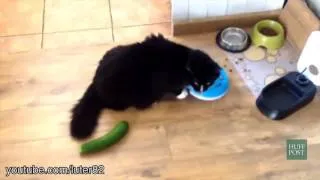 Кошки Против Огурцов - Cats vs Cucumbers