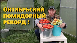 Собрали САМЫЙ БОЛЬШОЙ урожай помидоров!