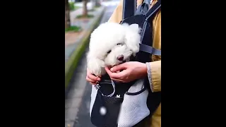 Переносной рюкзак-переноска для собак и кошек