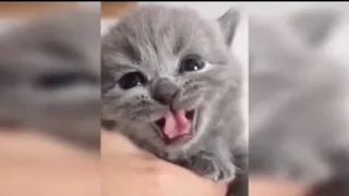 Best Cute Cats Funny Videos Compilation 012