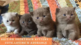 British Shorthair Kittens Playing - Cute and Adorable British Shorthair Cat Compilation