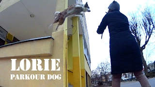 PARKOUR DOG - Border Collie - Lorie