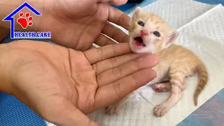 Cutest Baby kittens first time open their eyes – Ana’s little kittens 1 week after rescue