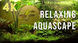 Beautiful relaxing natural aquascape in 4K (16:9) with nature sounds 🐟 fish tank 🐟 aquarium