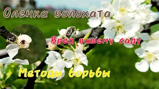 Как защитить свой сад от Оленки Волохатой. Методы борьбы. Tropinota hirta