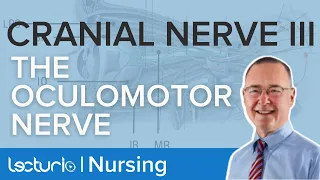 Cranial Nerve III: The Oculomotor Nerve | Functions and Complications | Lecturio Nursing