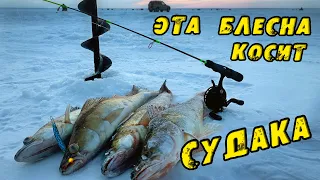 Здесь ТЬМА СУДАКА! ВРЫВАЕМСЯ В ТОЛПУ и ЛОВИМ! Судак на Блесну в Марте. Рыбалка на Судака 2024. ОВХ