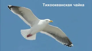 Чайки Шикотана