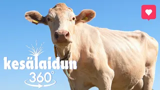 Kesälaidun -24 (360-video)