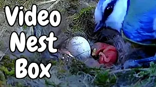 Nest Box: Blue Tit's Cosy Home 📷🐦🏠🥚#Nestbox #Birdwatching #Chickshatching