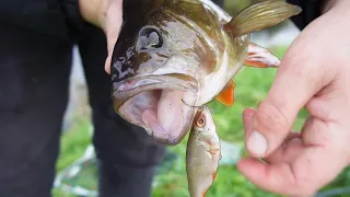 This is a Killer Method For Big River Perch!