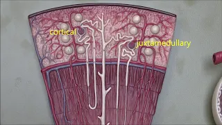 Renal Anatomy 3, Nephrons