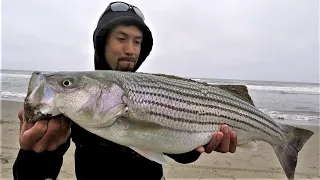 The Most EPIC Striped Bass Surf Session! Live Anchovies Washed on Shore!!