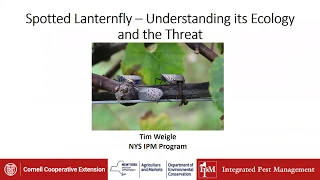 Spotted Lanternfly: Understanding its Ecology and the Threat