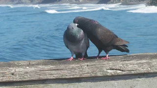 Pigeons courting, mating
