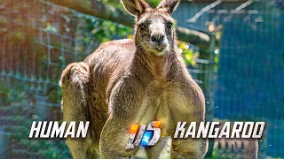 Can You Box a Kangaroo?