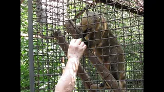 Морські свинки. Guinea pig