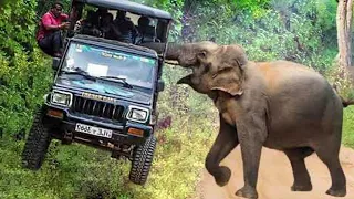 Невероятная Мощь Слона! Самые Сильные Животные в Мире