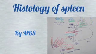 Histology of spleen