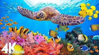 Ocean 4K - Sea Animals for Relaxation, Beautiful Coral Reef Fish in Aquarium (4K Video UHD) #62