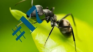 Мир муравьев. Рождение муравья #17