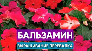 Бальзамин выращивание из семян. Когда и в какой объем переваливать? Какой уход