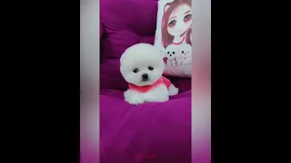 【Compilation】Dog Pet Puppy Pomeranian Grooming Teddy bear style ! dogs story ! #short 59