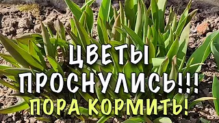 ПОДКОРМИТЕ ПЕРВОЦВЕТЫ! ПЫШНЕЕ И ДОЛЬШЕ БУДУТ ЦВЕСТИ!Подкормка ТЮЛЬПАНОВ, НАРЦИССОВ ДРУГИХ ЛУКОВИЧНЫХ