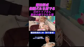 飯田将成　保護犬たち愛でる　白のトイプさん飯田の腕でうたた寝　#shorts #飯田将成