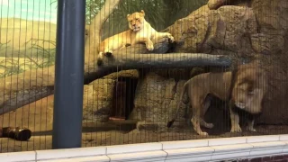 Terrifying Lion Roar at Lincoln Park Zoo