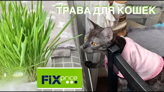 Трава для кошек  Titbit || Из FixPrice || Ожидание и реальность || Обзор