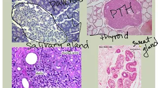 Glandular Epithelial Tissue