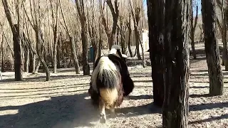 Beautiful 🥰😍 Yak Try to romance with Cows|Yak VS Cow|