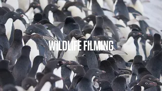Sophie Darlington on wildlife filming