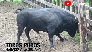 Llegada de los toros puros a la Ganadería La Juliana de los Hnos. Cumplido Mendoza