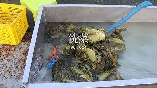 芥菜个一生