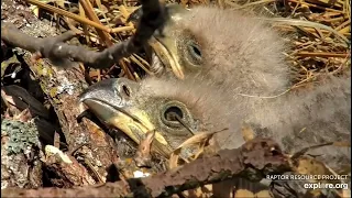 Decorah North Nest 4-9-24 More closeups, D17 and D18