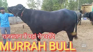 मुर्राह झोटे यहां से खरीदे काफी सस्ते दामों में//Murrah Bulls Available For Sale In Alwar Rajasthan