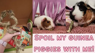 Spoil my piggies with me! Toys, treats, and veggies!