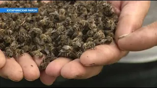 Пасечники Башкирии винят в гибели пчел обработку лесов от шелкопряда