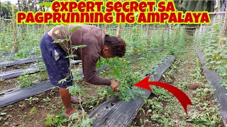 2 Sekreto para sa Mabisang Pag-Pruning ng AMPALAYA