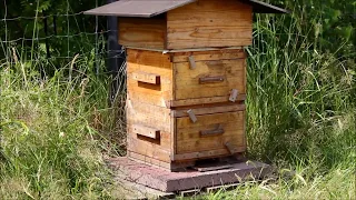Рой в улье Варре - мой опыт жизни с пчёлами в самодельном улье
