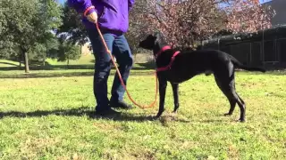 Gatsby available for adoption at the Austin Humane Society