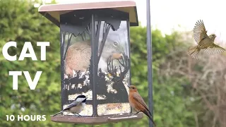 Squirrels Invade the Bird Feeder - 10 Hour Relaxing Video for Pets and People - Apr 29, 2024